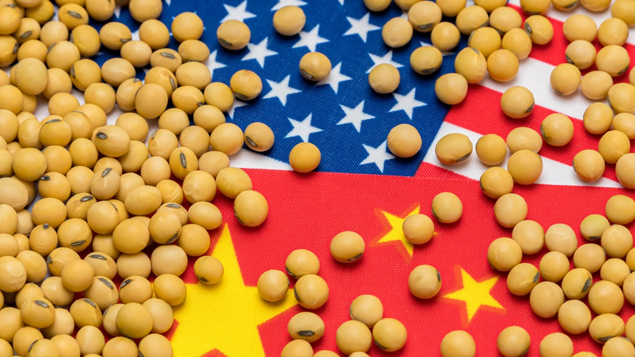 Soy-Bean.jpg